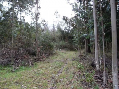 CentroCasas.cl Venta de Terreno en Valdivia, Cayumapu a Orilla de Carretera