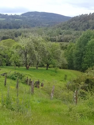 CentroCasas.cl Venta de Campo en Paillaco, Km 12 desde Paillaco