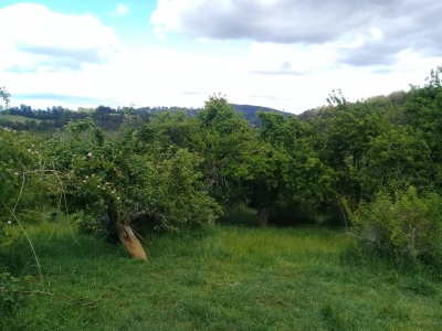 CentroCasas.cl Venta de Campo en Paillaco, Km 12 desde Paillaco