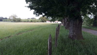 CentroCasas.cl Venta de Campo en Ro Bueno, camino Rio Bueno-Puerto Nuevo