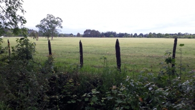 CentroCasas.cl Venta de Campo en Ro Bueno, camino Rio Bueno-Puerto Nuevo
