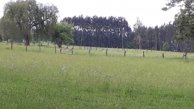 CentroCasas.cl Venta de Campo en Ro Bueno, camino Rio Bueno-Puerto Nuevo