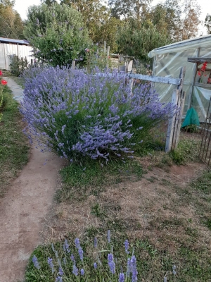 CentroCasas.cl Venta de Parcela con casa en Valdivia, Sector Arique 