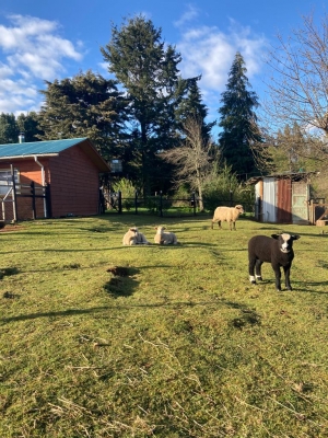 Venta-de-Parcela-con-casa-en-Valdivia-Los-Guindos