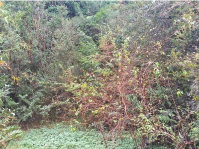 Venta-de-Parcela-en-Valdivia-COSTA-SAN-IGNACIO-ALTO
